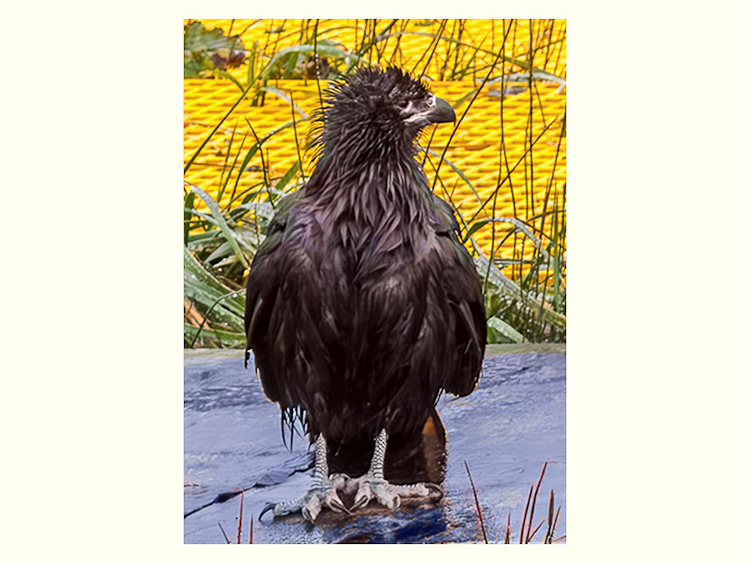 All Images By Ron MacDonnell Roberts.  © 2023.  All Rights Reserved.