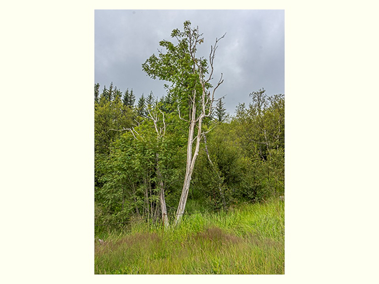 All Images By Ron MacDonnell Roberts.  © 2023.  All Rights Reserved.