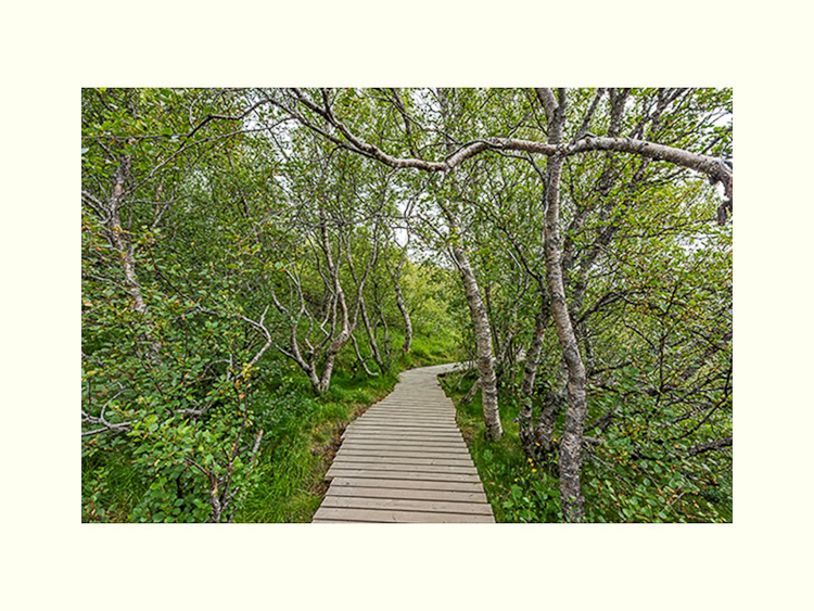 All Images By Ron MacDonnell Roberts.  © 2023.  All Rights Reserved.